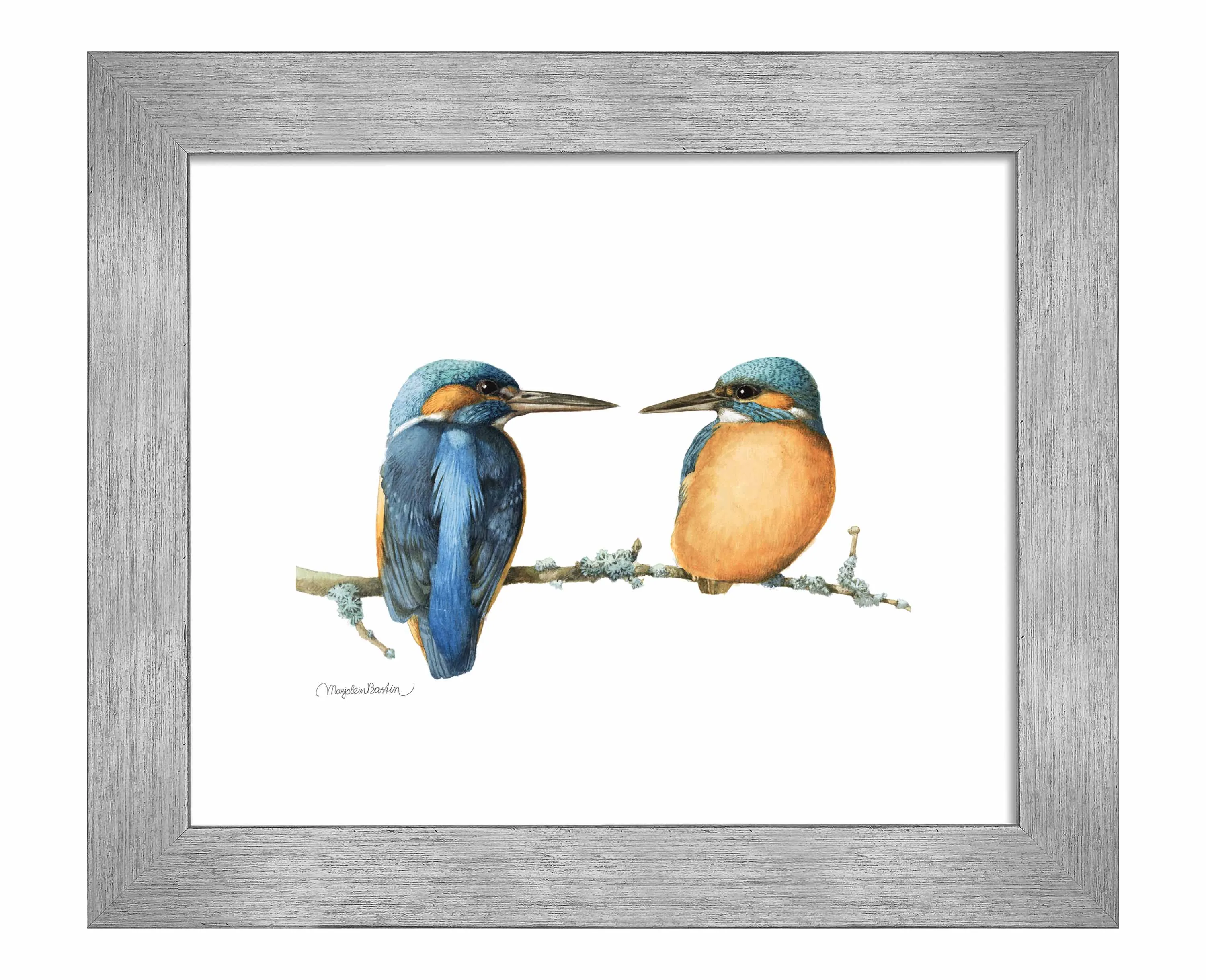 The Common Kingfisher - Art Prints